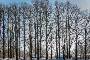 Açık mavi bir gökyüzüne karşı hafif kar tozu ile kaplı bir sıra uzun, yapraksız ağaçtan oluşan sakin bir kış manzarası. Sahne, kışın doğanın güzelliğini yakalar..