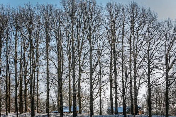 Açık mavi bir gökyüzüne karşı hafif kar tozu ile kaplı bir sıra uzun, yapraksız ağaçtan oluşan sakin bir kış manzarası. Sahne, kışın doğanın güzelliğini yakalar..