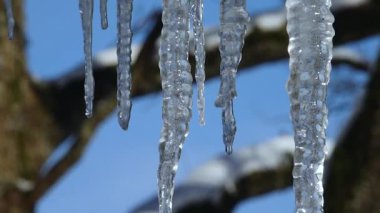 Sıcak, güneşli bir günde buz saçakları damlıyor. Buz saçaklarını mavi arkaplanda eritmek. Bahar geldi. Sıcak hava titreşiyor.