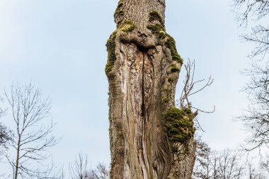 Karmaşık dokuları ve yosun büyümesi olan yaşlanmış, içi boş bir ağaç gövdesinin yakın çekimi. Yıpranmış ağaç kabuğu ve derin yarıklar solgun gökyüzüne karşı çarpıcı, organik bir desen oluşturur..