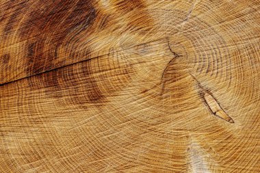 Ayrıntılı büyüme halkalarını ve ahşap dokusunu gösteren bir ağaç kütüğünün yakın çekimi. Dairesel desen, ağacın yaşını ve doğal tarihini ortaya koyuyor..