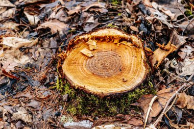 Yeşil yosun kaplı büyük bir ağaç kütüğü, düşmüş yapraklar ve talaşlarla çevrili bir orman açıklığında oturmaktadır. Kaba, kırık yüzey taze kesikler ve pürüzlü ahşap lifleri ortaya çıkarıyor..