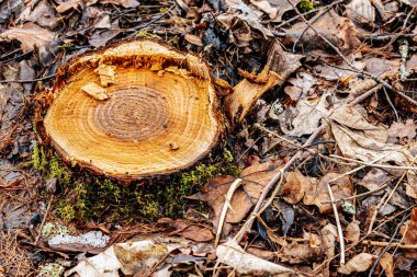 Yeşil yosun kaplı büyük bir ağaç kütüğü, düşmüş yapraklar ve talaşlarla çevrili bir orman açıklığında oturmaktadır. Kaba, kırık yüzey taze kesikler ve pürüzlü ahşap lifleri ortaya çıkarıyor..
