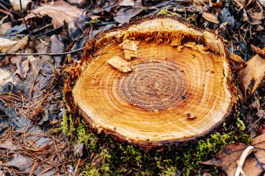 Yeşil yosun kaplı büyük bir ağaç kütüğü, düşmüş yapraklar ve talaşlarla çevrili bir orman açıklığında oturmaktadır. Kaba, kırık yüzey taze kesikler ve pürüzlü ahşap lifleri ortaya çıkarıyor..