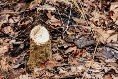 Yeşil yosun kaplı büyük bir ağaç kütüğü, düşmüş yapraklar ve talaşlarla çevrili bir orman açıklığında oturmaktadır. Kaba, kırık yüzey taze kesikler ve pürüzlü ahşap lifleri ortaya çıkarıyor..