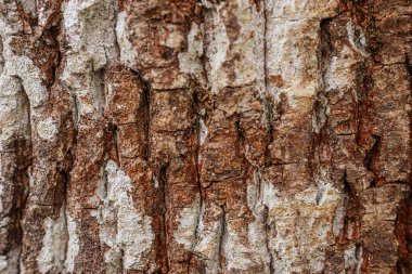 Kaba, desenli kahverengi ve gri tonlarda ağaç kabuklarının yakın çekimi. Detaylı yüzey, ağaç gövdesinin doğal yaşlanma ve sertliğini vurguluyor..