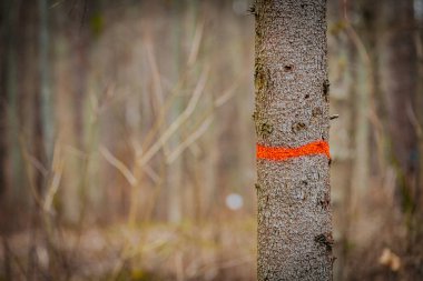 Ormandaki bir ağaç parlak turuncu bir şeritle işaretlenir. Bu da orman yönetimi için seçilimi gösterir. Ağaç kabuğu ve bulanık arka plan doğal ve kırsal bir atmosfer yaratır..