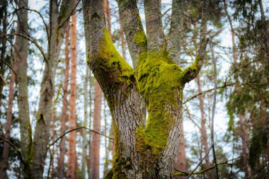 Karmaşık dokuları ve yosun büyümesi olan yaşlanmış, içi boş bir ağaç gövdesinin yakın çekimi. Yıpranmış ağaç kabuğu ve derin yarıklar solgun gökyüzüne karşı çarpıcı, organik bir desen oluşturur..