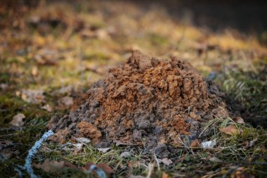 Yeni kazılmış bir köstebek yuvası gevşek toprak ve küçük bir giriş deliği, çevresi çimenler ve yosunlarla çevrili doğal bir ortam..