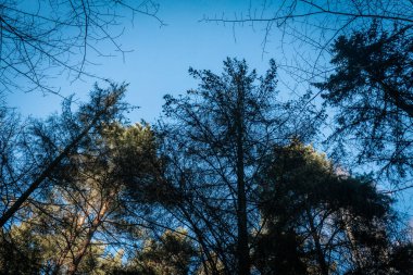 Gökyüzüne doğru uzanan yüksek çam ağaçlarının nefes kesen görüntüsü. Güneş ışığı, ağaçların tepelerini aydınlatarak huzurlu ve görkemli bir orman manzarası yaratıyor..