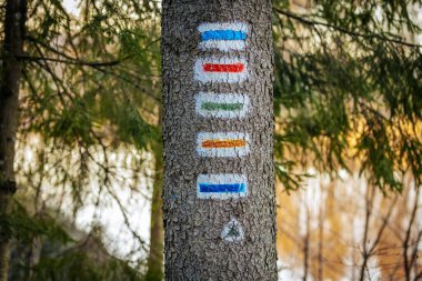 Farklı yürüyüş yollarını gösteren rengarenk iz izleri olan bir ağaç gövdesi. Ormanın arka planı ve yumuşak güneş ışığı doğal ve maceralı bir atmosfer yaratır..