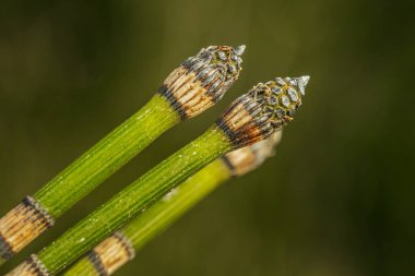 Atkuyruğu bitkisinin yakın çekim makro görüntüsü yumuşak, bulanık yeşil arka plana karşı segmentli koni benzeri uçlarla saplanır. Karmaşık doku ve canlı yeşil renkler ayrıntıları vurgular.