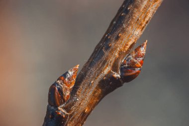 Koyu kahverengi bir daldan çıkan bir ağaç tomurcuğunun yakın plan makro görüntüsü, parlak dokusunu ve yumuşak, nötr bir arka plana karşı karmaşık detaylarını vurguluyor..