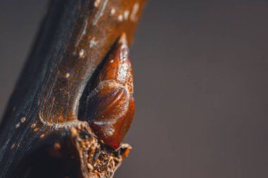 Koyu kahverengi bir daldan çıkan bir ağaç tomurcuğunun yakın plan makro görüntüsü, parlak dokusunu ve yumuşak, nötr bir arka plana karşı karmaşık detaylarını vurguluyor..