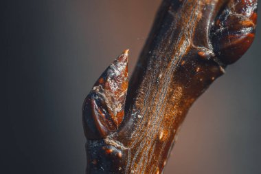 Koyu kahverengi bir daldan çıkan bir ağaç tomurcuğunun yakın plan makro görüntüsü, parlak dokusunu ve yumuşak, nötr bir arka plana karşı karmaşık detaylarını vurguluyor..