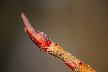 Kırmızımsı tomurcukların oluşmaya başladığı bir ağaç dalının yakın çekimi, ilkbahar erken büyümesini simgeliyor. Yumuşak arka plan gelişmekte olan hayatın narin dokusunu ve doğal güzelliğini vurgular..