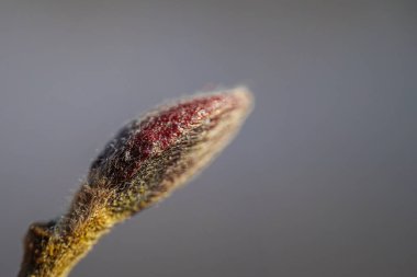 Tomurcuklanan bir ağaç dalının makro yakın plan çekimi. Yüzeyinde karmaşık dokular ve ince kıllar var. Yumuşak arka plan erken bahar büyümesinin narin güzelliğini vurgular..