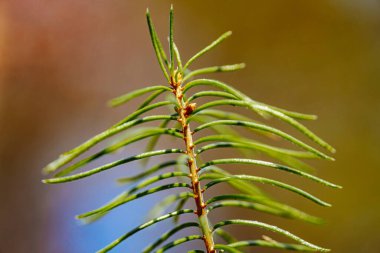Yeşil bir çam ağacının taze iğneleri ve küçük su damlacıkları olan yakın çekimi. İğneler ve yumuşak arka plandaki karmaşık detaylar canlı ve doğal bir orman sahnesi yaratır..