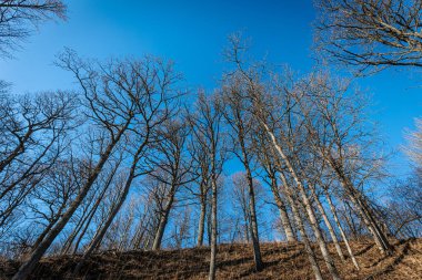 Yapraksız ağaçlar güneşli bir kış gününde canlı, mavi bir gökyüzüne doğru uzanır. Toprak kuru ot ve dallarla kaplı, barışçıl bir doğal atmosfer yaratıyor..