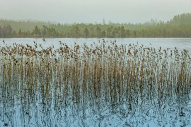 Uzun kuru sazlıklar hafif dalgalı suyu yansıtarak ince hareket ve doku ile mavi bir yüzey üzerinde dalgalı ve soyut çizgiler oluştururlar. Kopyalama alanı içerir.