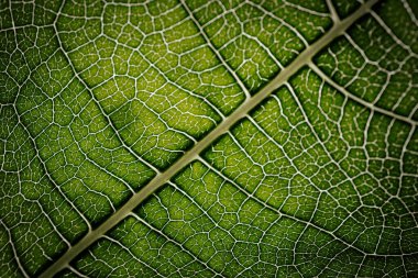 İncir yaprağının yakın çekim makrosu belirgin damar desenleri ve yumuşak ışıkla vurgulanmış doğal dokuları olan canlı yeşil bir yüzeyi gösteriyor..