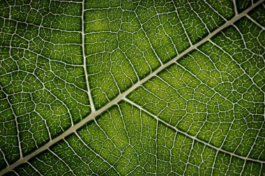 İncir yaprağının yakın çekim makrosu belirgin damar desenleri ve yumuşak ışıkla vurgulanmış doğal dokuları olan canlı yeşil bir yüzeyi gösteriyor..