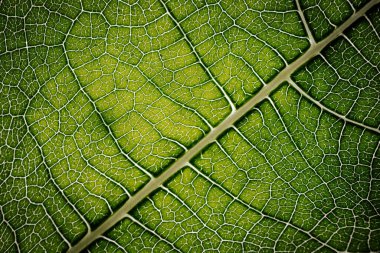 İncir yaprağının yakın çekim makrosu belirgin damar desenleri ve yumuşak ışıkla vurgulanmış doğal dokuları olan canlı yeşil bir yüzeyi gösteriyor..