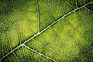 İncir yaprağının yakın çekim makrosu belirgin damar desenleri ve yumuşak ışıkla vurgulanmış doğal dokuları olan canlı yeşil bir yüzeyi gösteriyor..