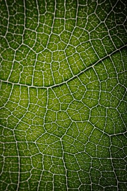 Bir incir yaprağının yakın çekim makro fotoğrafı. Karmaşık damar desenini ve doğal ışık tarafından aydınlatılmış canlı yeşil dokusunu gösteriyor..