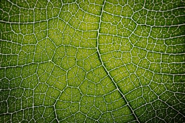 Bir incir yaprağının yakın çekim makro fotoğrafı. Karmaşık damar desenini ve doğal ışık tarafından aydınlatılmış canlı yeşil dokusunu gösteriyor..