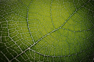 İncir yaprağının yakın çekim makrosu belirgin damar desenleri ve yumuşak ışıkla vurgulanmış doğal dokuları olan canlı yeşil bir yüzeyi gösteriyor..
