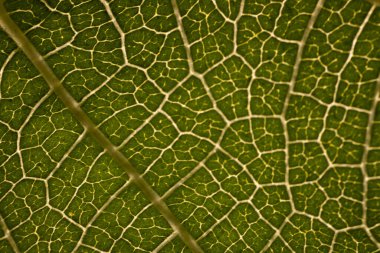 Tutku dolu bir meyve yaprağının detaylı makro fotoğrafı belirgin damar yapısını ve doğal ışıkta canlı yeşil yüzeyi vurguluyor..