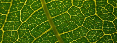 Tutku dolu bir meyve yaprağının detaylı makro fotoğrafı belirgin damar yapısını ve doğal ışıkta canlı yeşil yüzeyi vurguluyor..