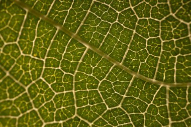 Tutku dolu bir meyve yaprağının detaylı makro fotoğrafı belirgin damar yapısını ve doğal ışıkta canlı yeşil yüzeyi vurguluyor..