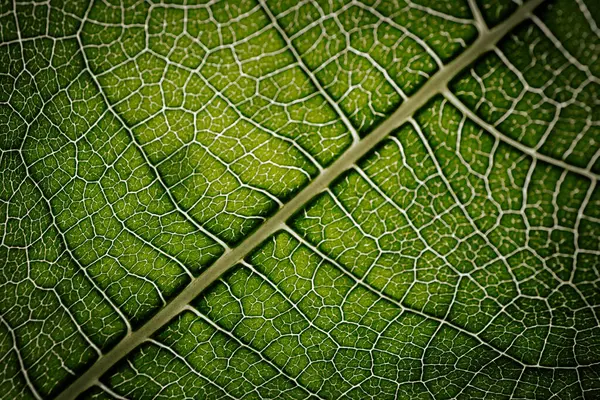 İncir yaprağının yakın çekim makrosu belirgin damar desenleri ve yumuşak ışıkla vurgulanmış doğal dokuları olan canlı yeşil bir yüzeyi gösteriyor..
