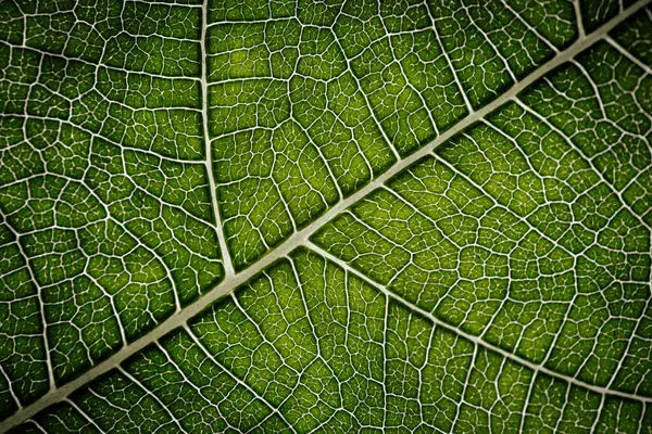 İncir yaprağının yakın çekim makrosu belirgin damar desenleri ve yumuşak ışıkla vurgulanmış doğal dokuları olan canlı yeşil bir yüzeyi gösteriyor..