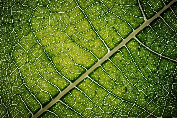 İncir yaprağının yakın çekim makrosu belirgin damar desenleri ve yumuşak ışıkla vurgulanmış doğal dokuları olan canlı yeşil bir yüzeyi gösteriyor..