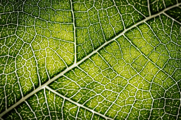 İncir yaprağının yakın çekim makrosu belirgin damar desenleri ve yumuşak ışıkla vurgulanmış doğal dokuları olan canlı yeşil bir yüzeyi gösteriyor..