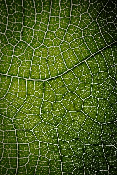 Bir incir yaprağının yakın çekim makro fotoğrafı. Karmaşık damar desenini ve doğal ışık tarafından aydınlatılmış canlı yeşil dokusunu gösteriyor..