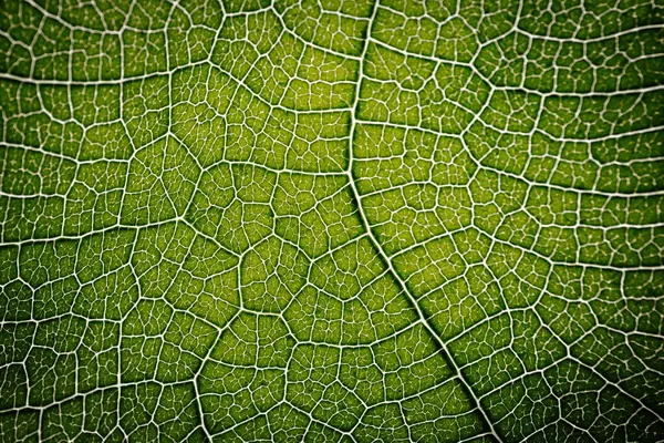 Bir incir yaprağının yakın çekim makro fotoğrafı. Karmaşık damar desenini ve doğal ışık tarafından aydınlatılmış canlı yeşil dokusunu gösteriyor..