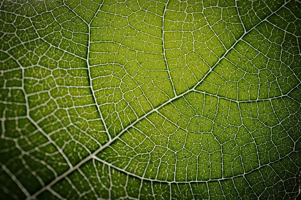 İncir yaprağının yakın çekim makrosu belirgin damar desenleri ve yumuşak ışıkla vurgulanmış doğal dokuları olan canlı yeşil bir yüzeyi gösteriyor..