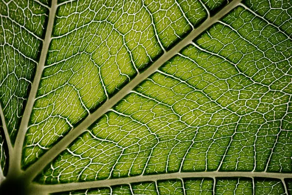 İncir yaprağının yakın çekim makrosu belirgin damar desenleri ve yumuşak ışıkla vurgulanmış doğal dokuları olan canlı yeşil bir yüzeyi gösteriyor..