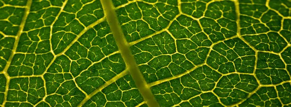 Tutku dolu bir meyve yaprağının detaylı makro fotoğrafı belirgin damar yapısını ve doğal ışıkta canlı yeşil yüzeyi vurguluyor..
