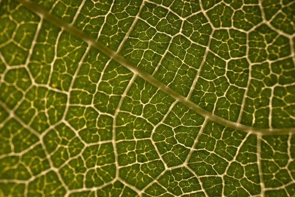 Tutku dolu bir meyve yaprağının detaylı makro fotoğrafı belirgin damar yapısını ve doğal ışıkta canlı yeşil yüzeyi vurguluyor..