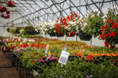 Sıralar halinde çiçek açan bitkiler ve asılı sepetler seranın içinde canlı bir şekilde açar, düzgünce etiketlenmiş bölümler ve yemyeşil alanlar.