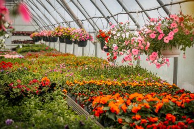 Sıralar halinde çiçek açan bitkiler ve asılı sepetler seranın içinde canlı bir şekilde açar, düzgünce etiketlenmiş bölümler ve yemyeşil alanlar.