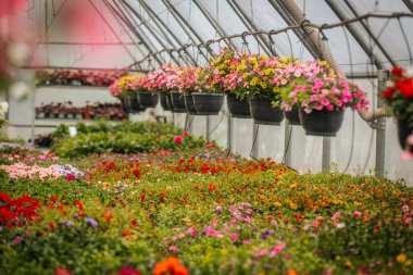 Sıralar halinde çiçek açan bitkiler ve asılı sepetler seranın içinde canlı bir şekilde açar, düzgünce etiketlenmiş bölümler ve yemyeşil alanlar.