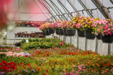 Sıralar halinde çiçek açan bitkiler ve asılı sepetler seranın içinde canlı bir şekilde açar, düzgünce etiketlenmiş bölümler ve yemyeşil alanlar.