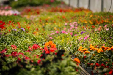 Sıralar halinde çiçek açan bitkiler ve asılı sepetler seranın içinde canlı bir şekilde açar, düzgünce etiketlenmiş bölümler ve yemyeşil alanlar.