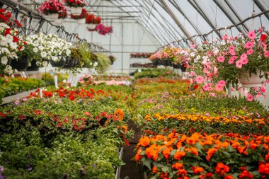 Sıralar halinde çiçek açan bitkiler ve asılı sepetler seranın içinde canlı bir şekilde açar, düzgünce etiketlenmiş bölümler ve yemyeşil alanlar.